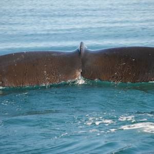 Meet your Posher, Lowgunn